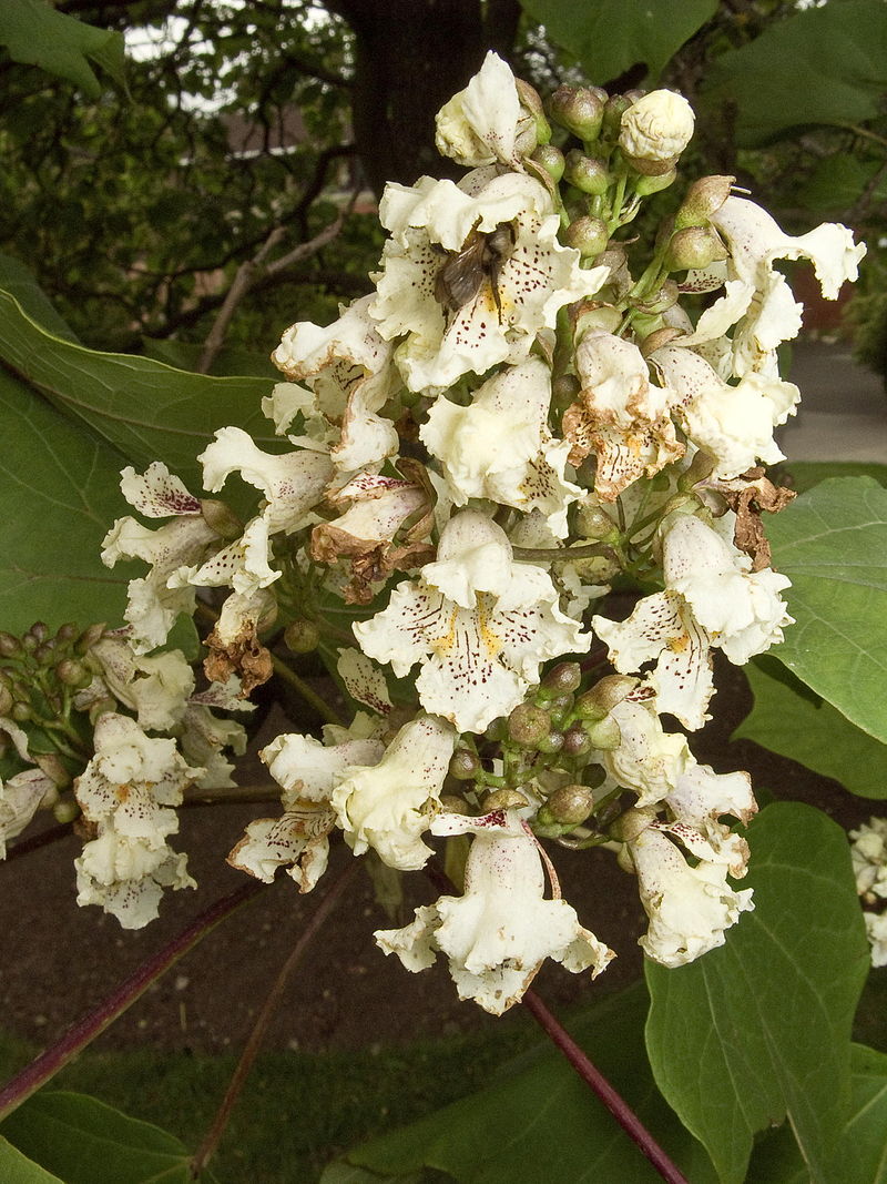 800px-Catalpa_ovata_flowers