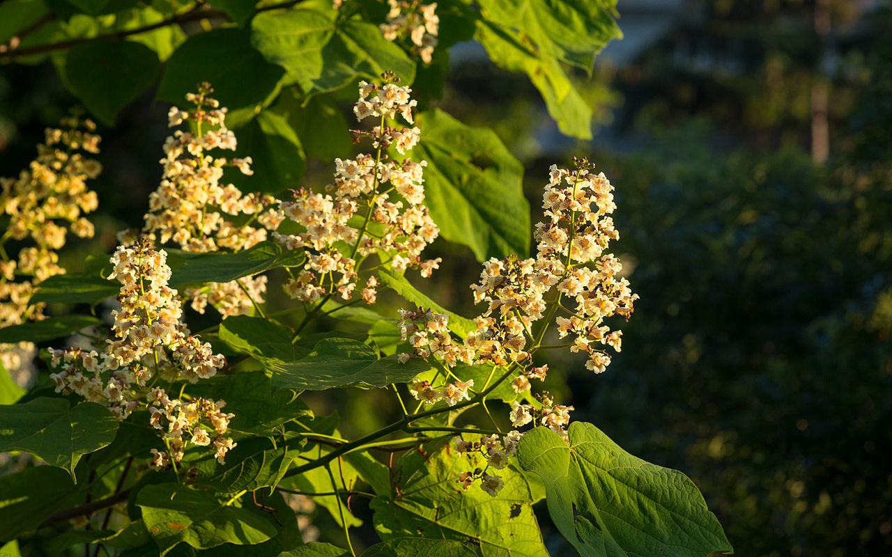 Catalpa_ovata