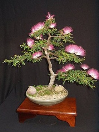 Albizia-Julibrissin 2