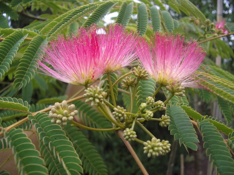 Albizia-Julibrissin 7