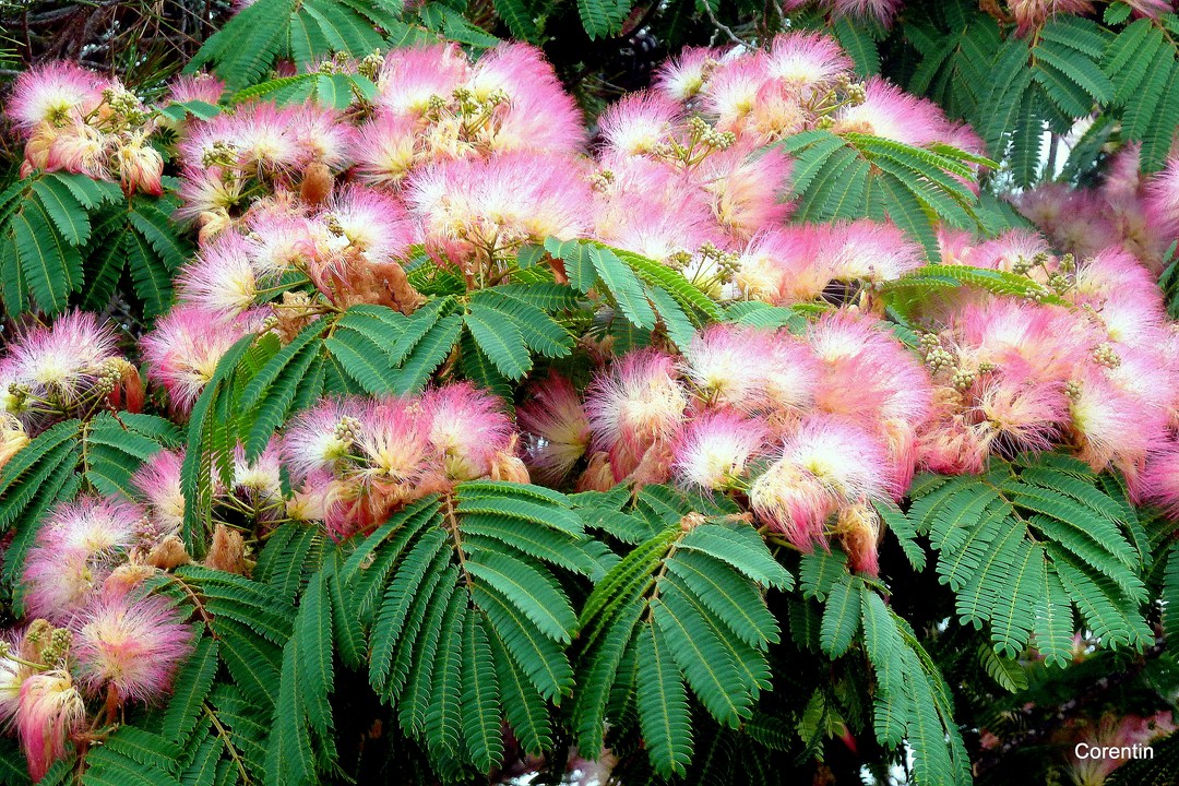 Albizia-Julibrissin 9