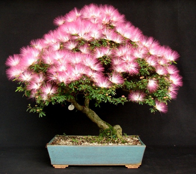 Albizia-Julibrissin Bonsai
