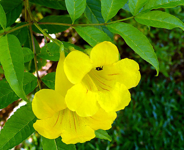 Bahamas-National-Flower-YellowEdler5