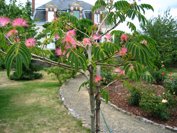 albizia2