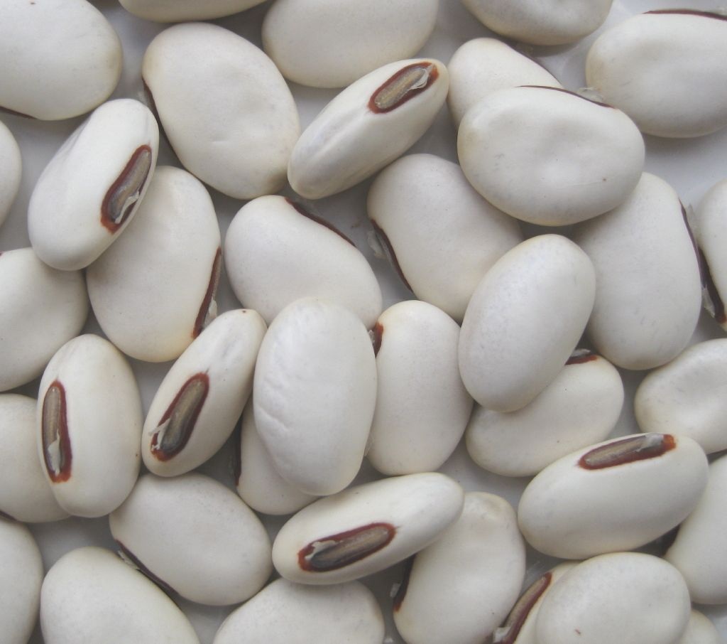 50-canavalia-ensiformis-seeds-horse-bean-seeds-jack-bean-sword-bean-seeds-9 (1)