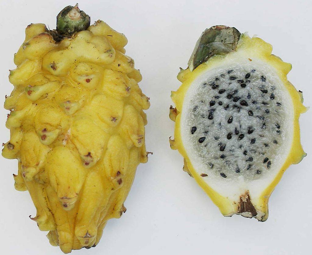 1024px-Yellow_pitaya
