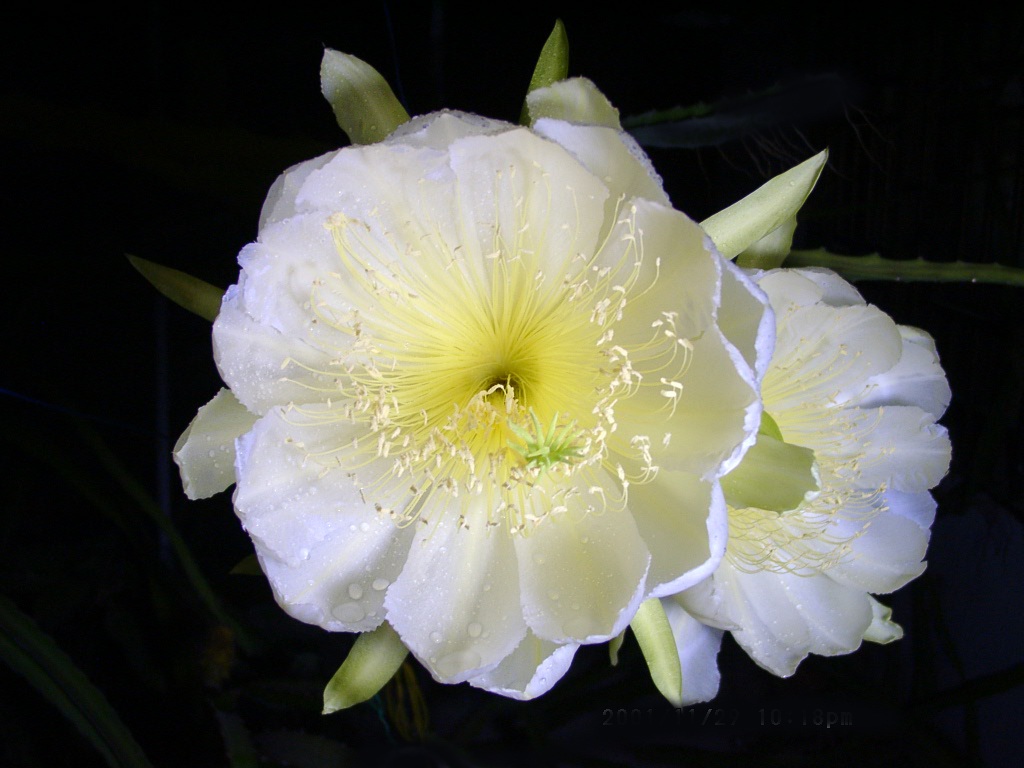 Hylocereus_megalanthus1EDWARD