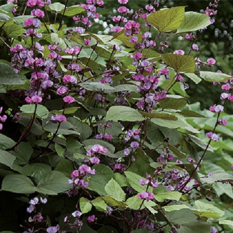 hyacinth_bean_ruby