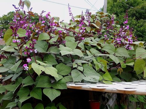 q-hyacinth-bean-vine-gardening-plant-care