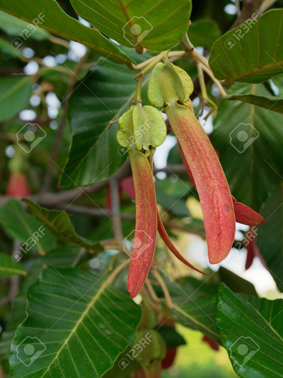 Fresh red rubber or winged seed of dipterocarpus alatus on the tree