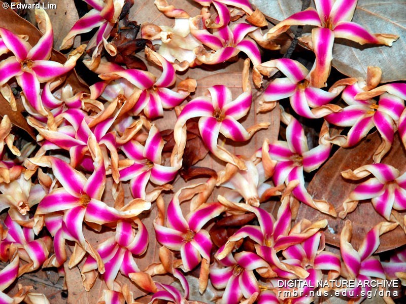 2e678d43fb34e2fbef7f46a387c5b9dd