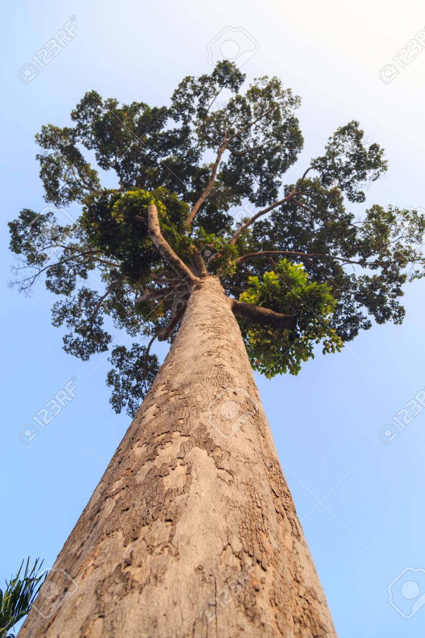 Yang tree or Dipterocarpus alatus Roxb