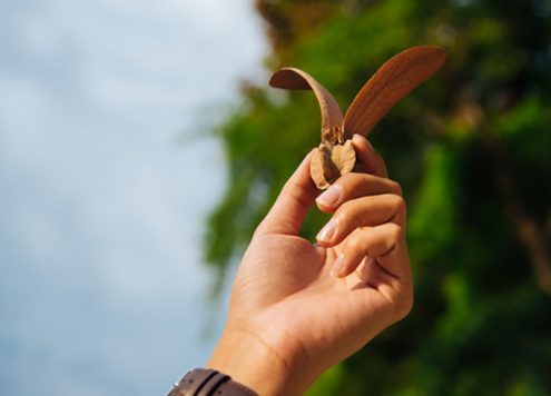 Dipterocarpus-Retusus-Cho-nau-495x356