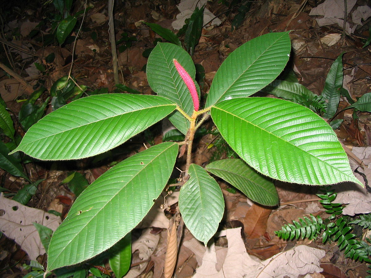 Dipterocarpus_baudii
