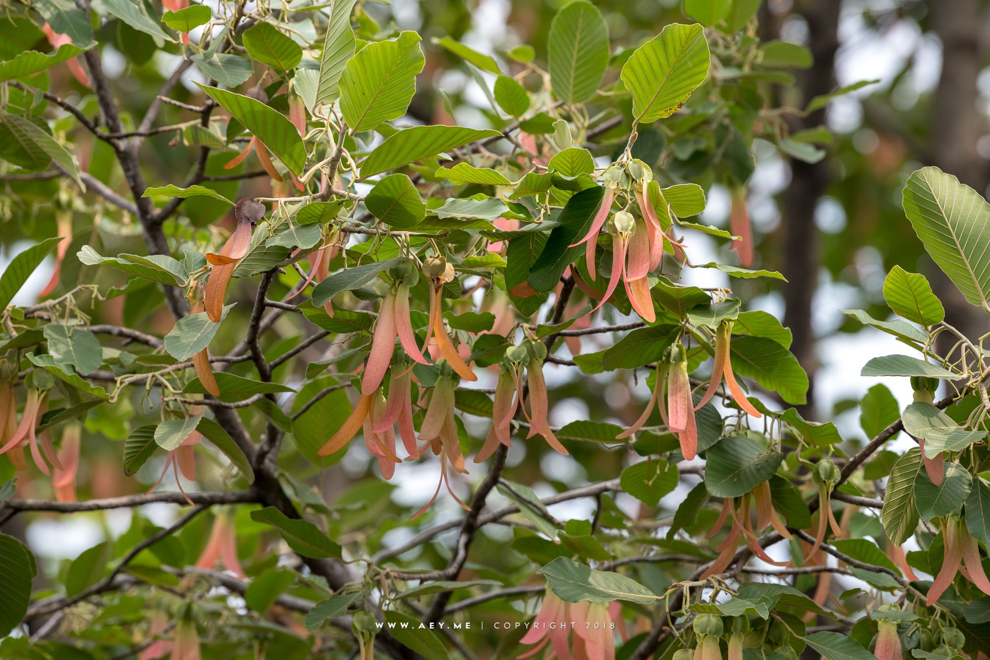 c5517f53bff0f9729ea19fad00322294