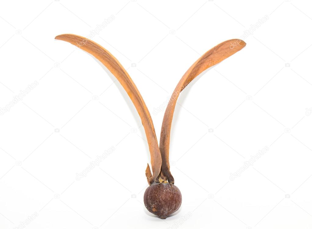 depositphotos_55121127-stock-photo-dipterocarpus-turbinatus-isolate-the-winged