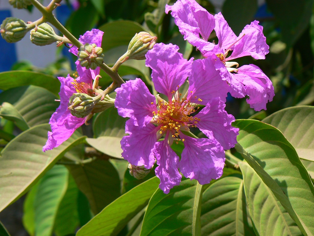 Lagerstroemia-speciosa 3