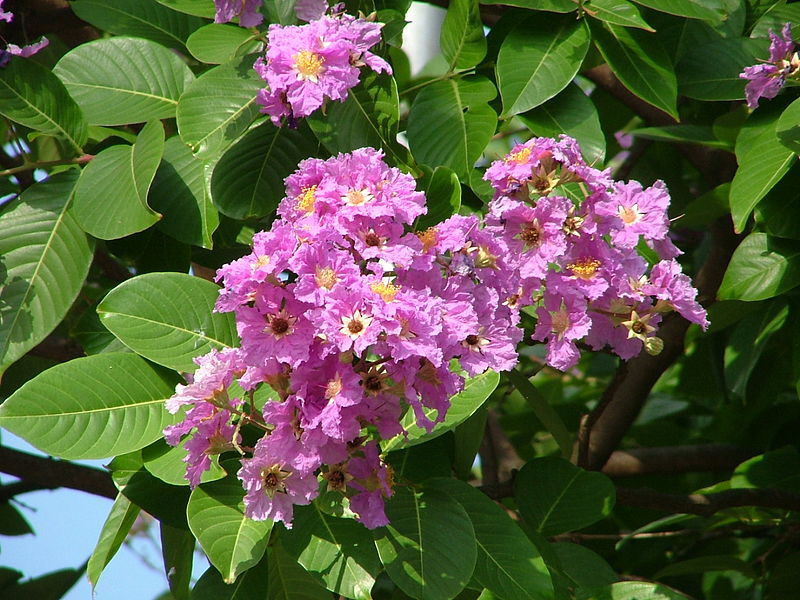 Lagerstroemia-speciosa 4