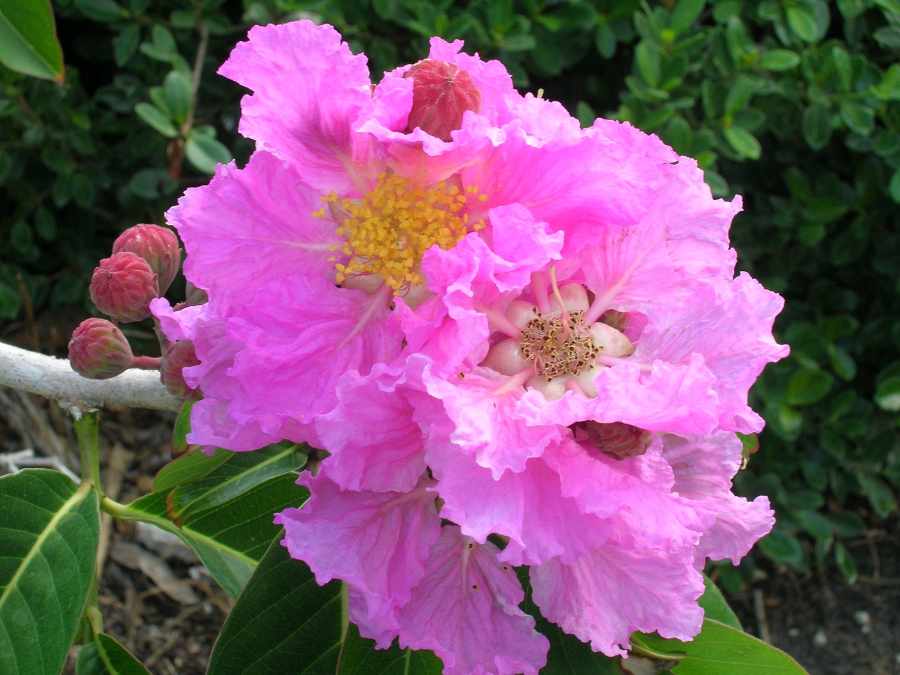 Lagerstroemia-speciosa-Queens-Crape-Myrtle4