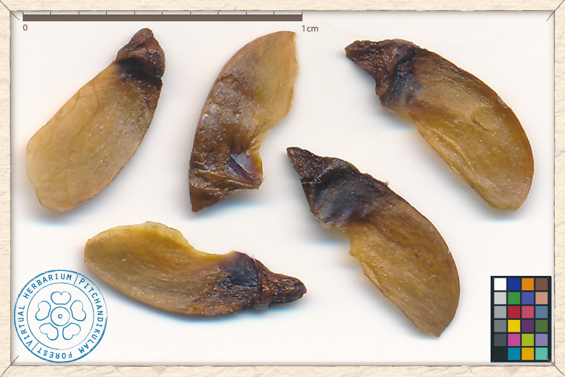 lagerstroemia_speciosa_seed1