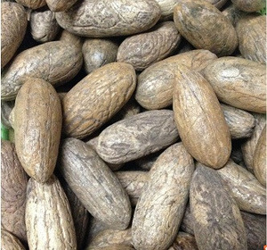 raphia-hookeri-seeds.jpg_300x300