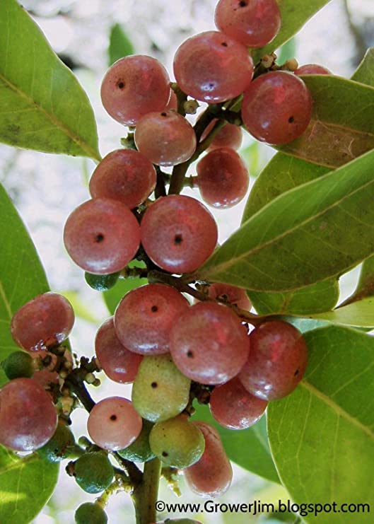 71SJxlJJ3FL._AC_SY741_