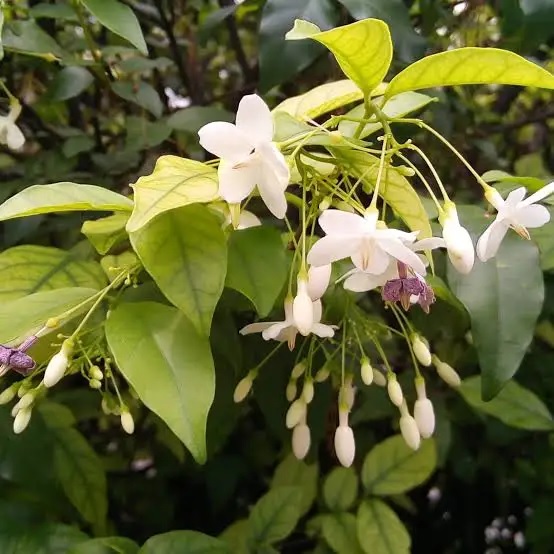 Wrightia religiosa 22