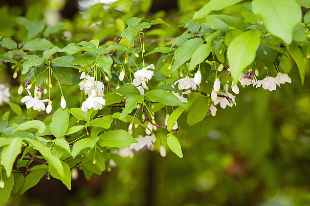 Wrightia religiosa 44