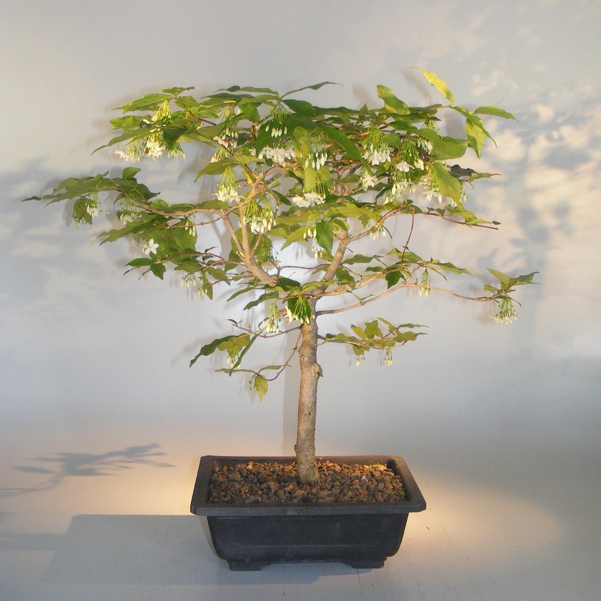 Wrightia religiosa 55