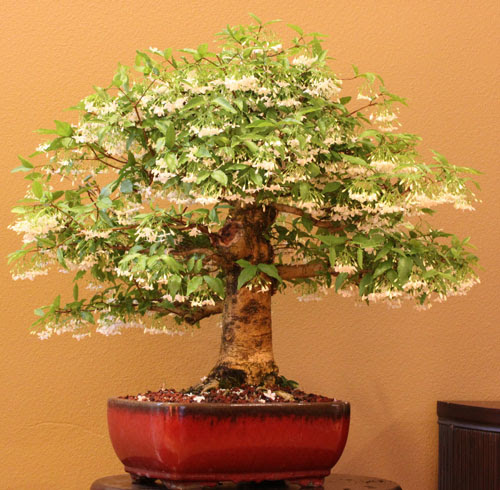 Wrightia religiosa Bonsai
