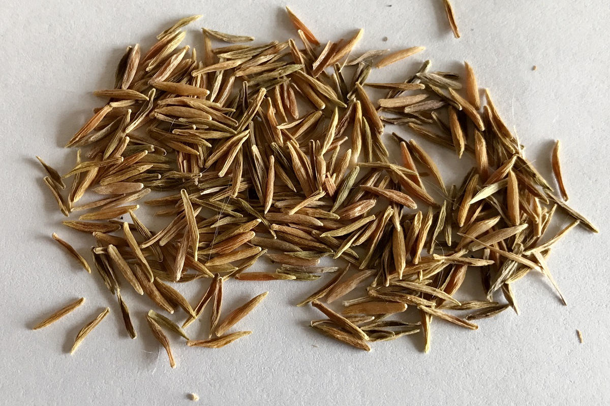 Wrightia religiosa Seeds