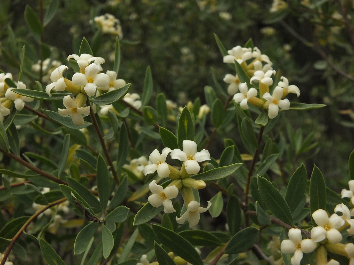 Daphne mucronata (1)