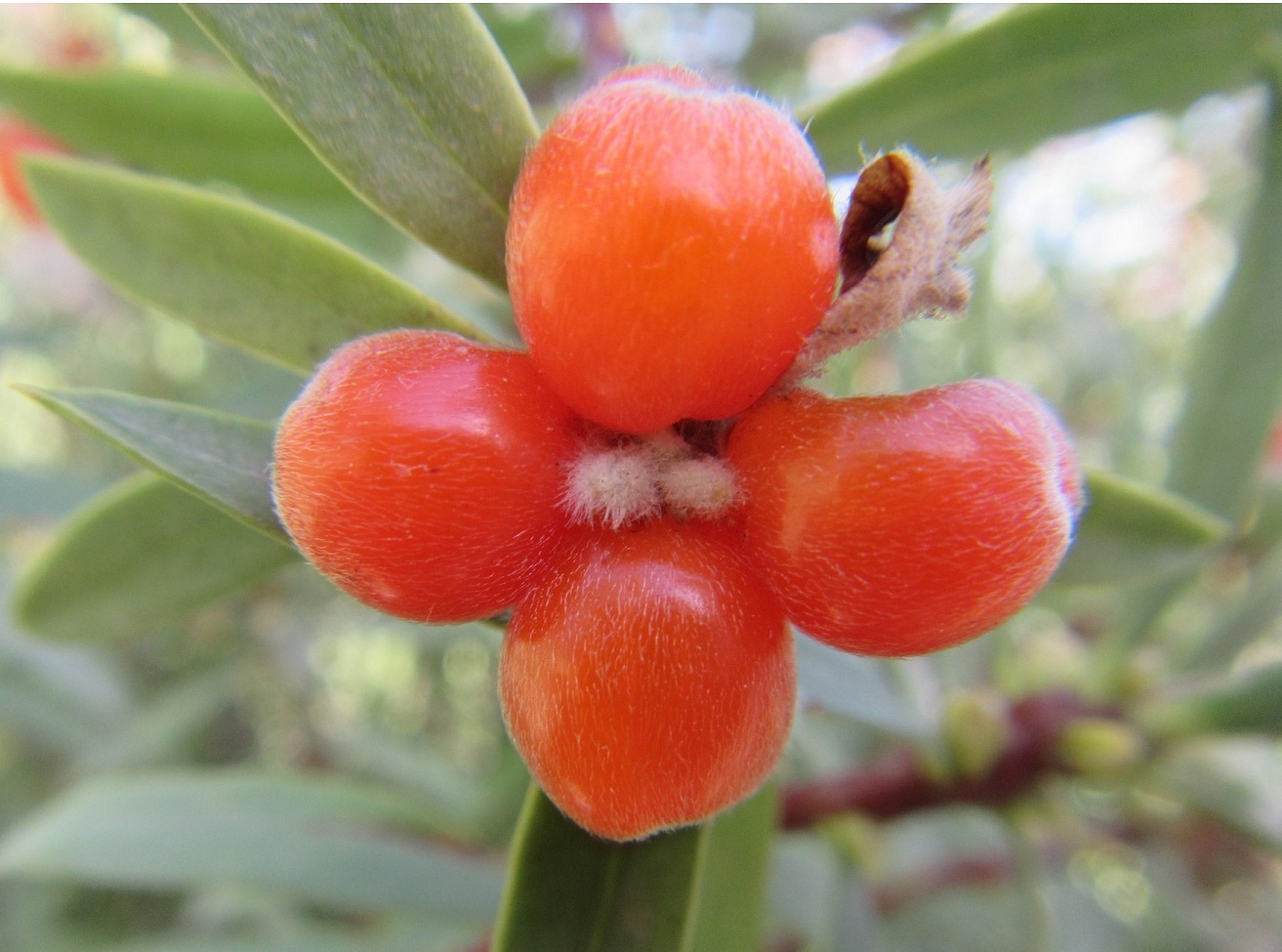 Daphne mucronata (2)b