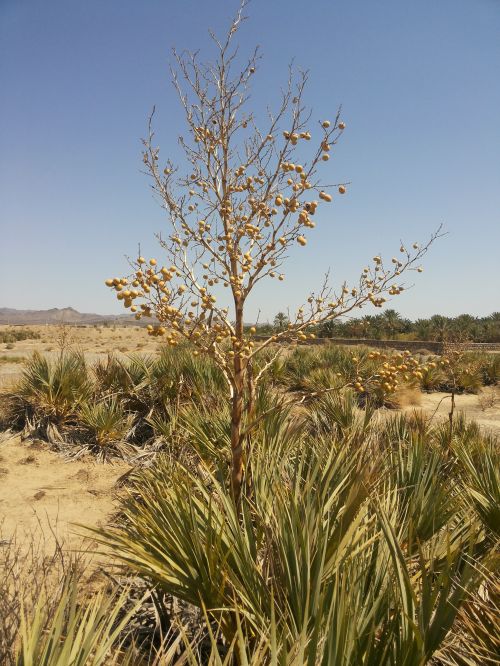 Nannorrhops_ritchiana (12)