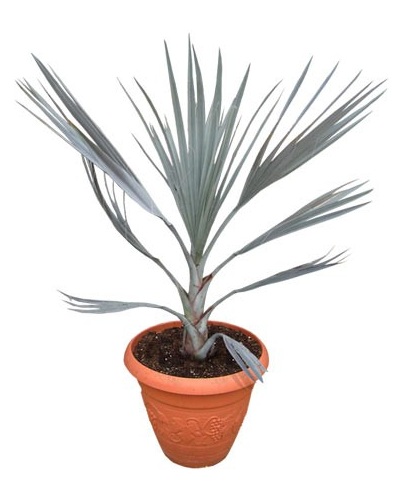 Nannorrhops_ritchiana (21)