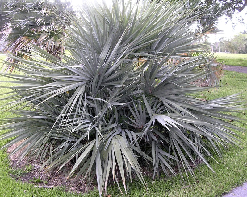 Nannorrhops_ritchiana (3)