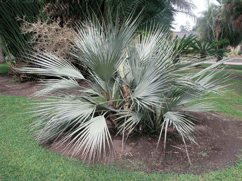 Nannorrhops_ritchiana (4)