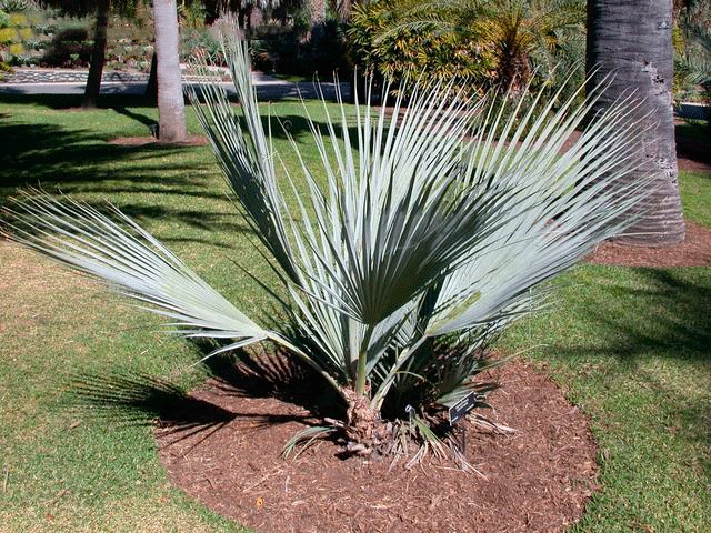 Nannorrhops_ritchiana (7)