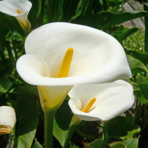 Zantedeschia aethiopica (1)