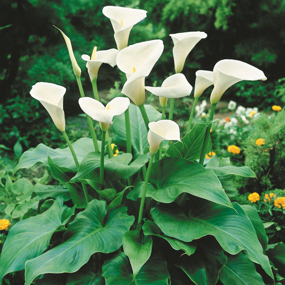 Zantedeschia aethiopica (1)