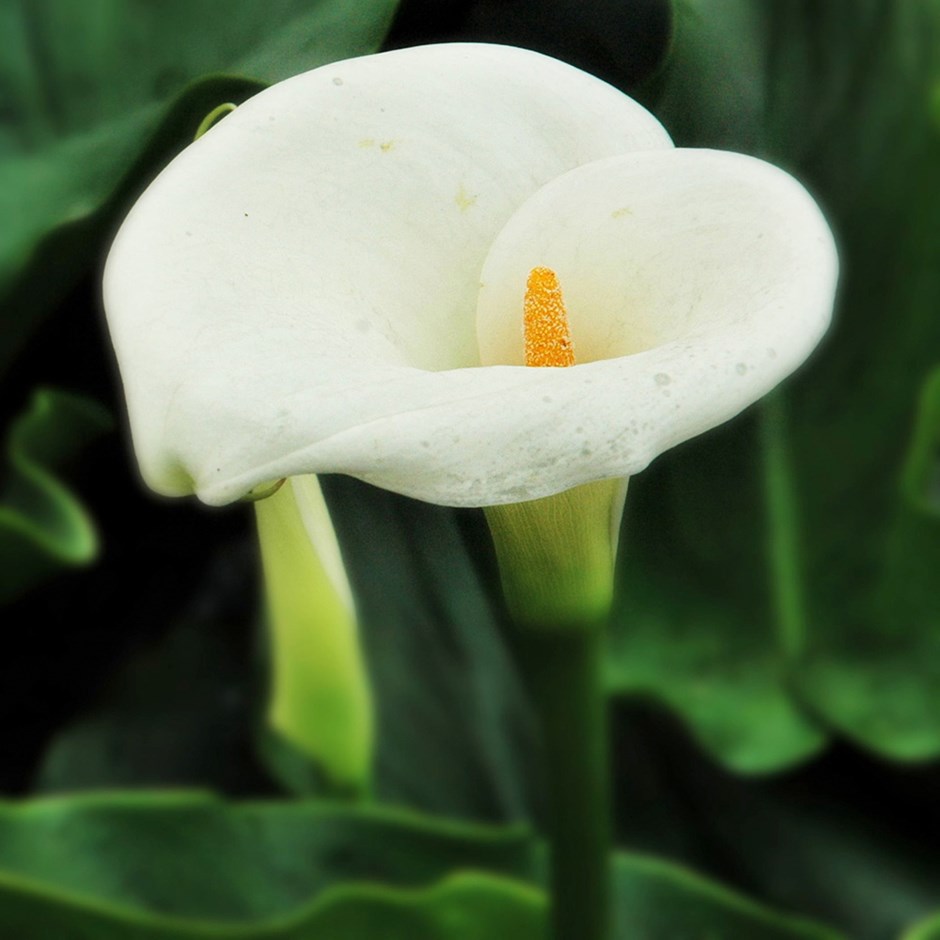Zantedeschia aethiopica (6)
