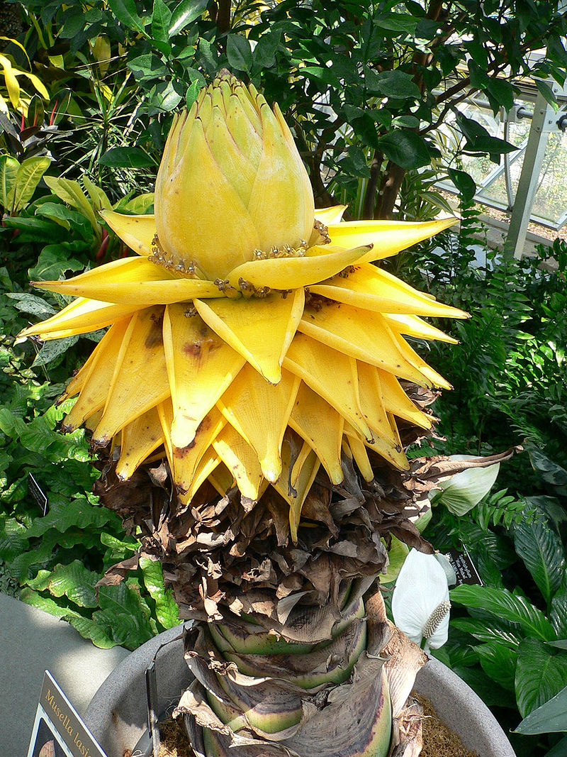 800px-Musella_lasiocarpa2