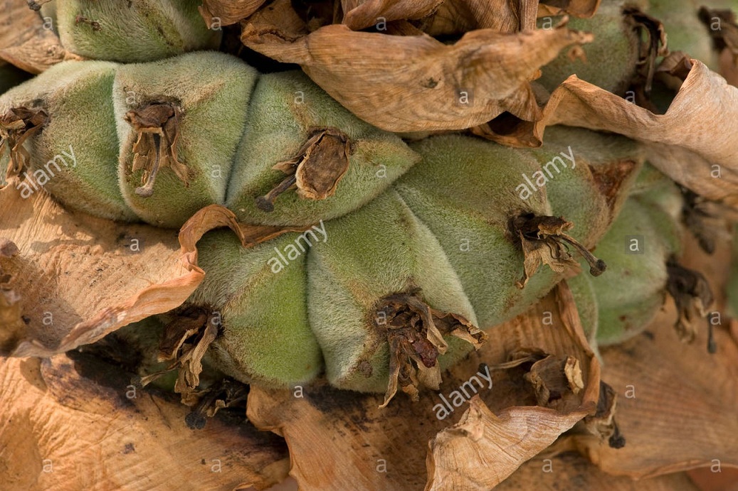 fruit-of-golden-lotus-or-dwarf-banana-musella-lasiocarpa-BJ2GBY