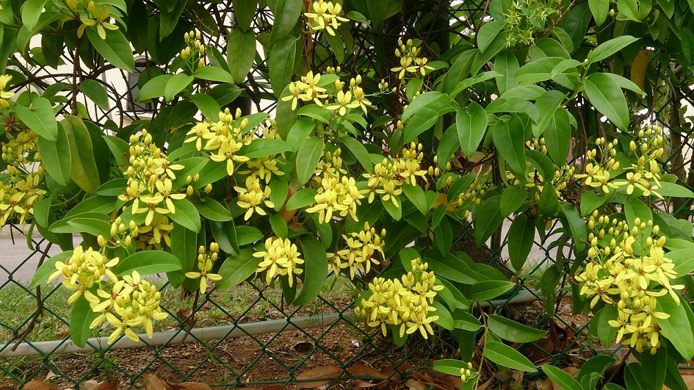 Maiden's_jealousy_(Tristellateia_australasiae)