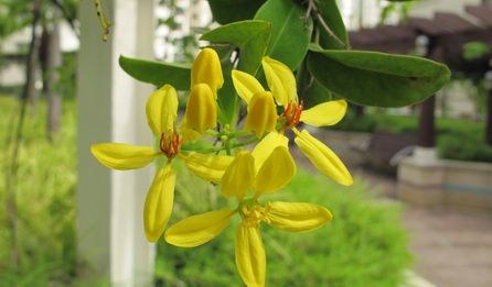 tristellateia_australasiae7