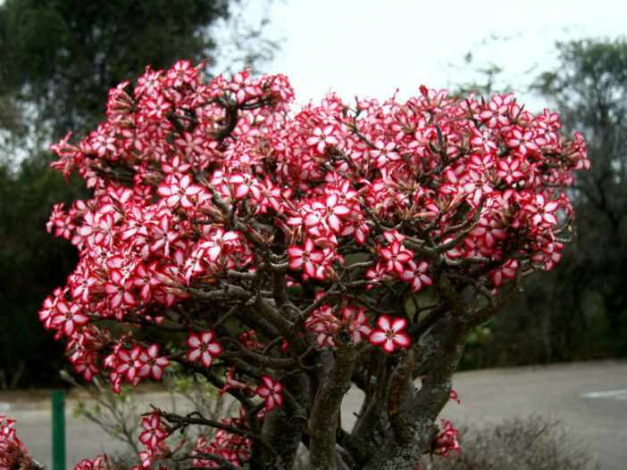 Adenium-multiflorum-Impala-Lily3-702x527