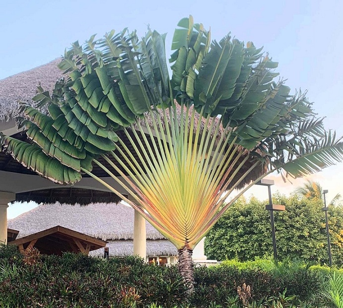 Ravenala-madagascariensis-012