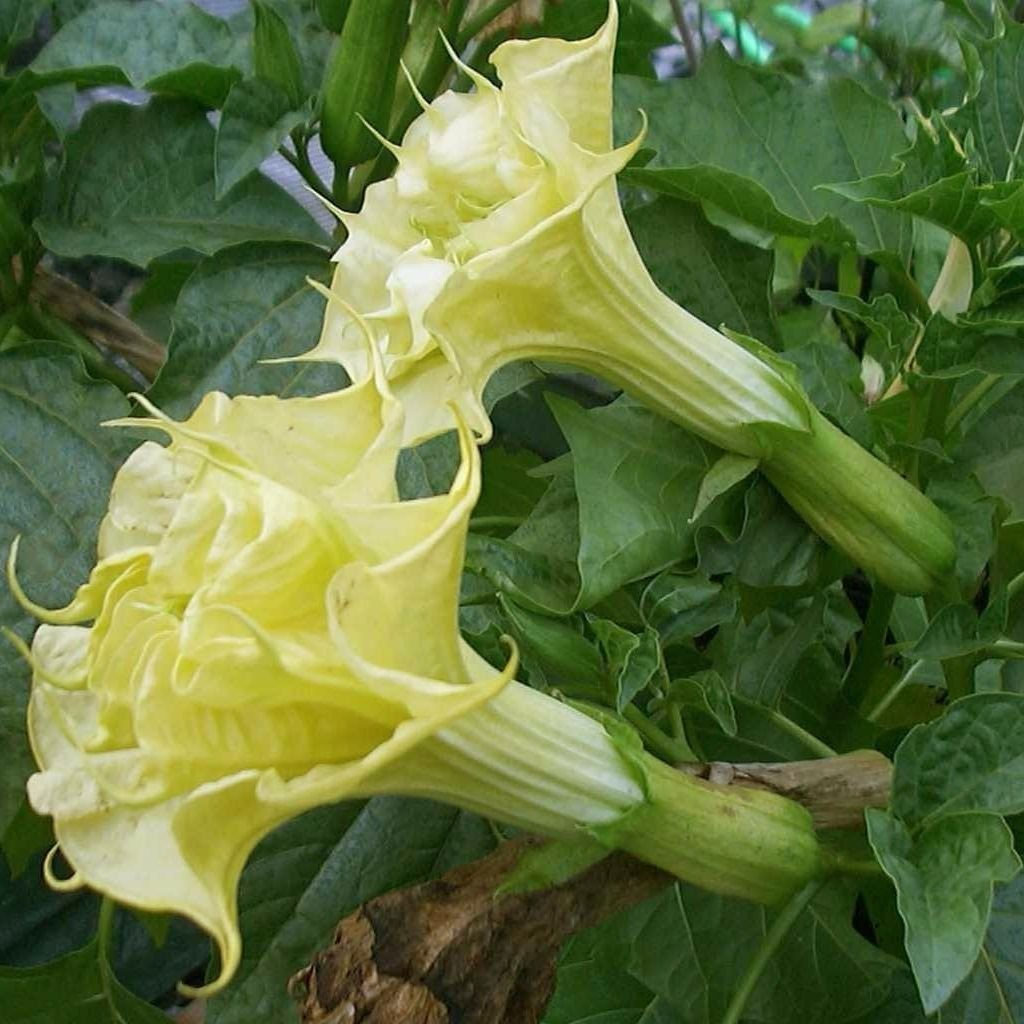 Datura metel Double Golden Queen (1)