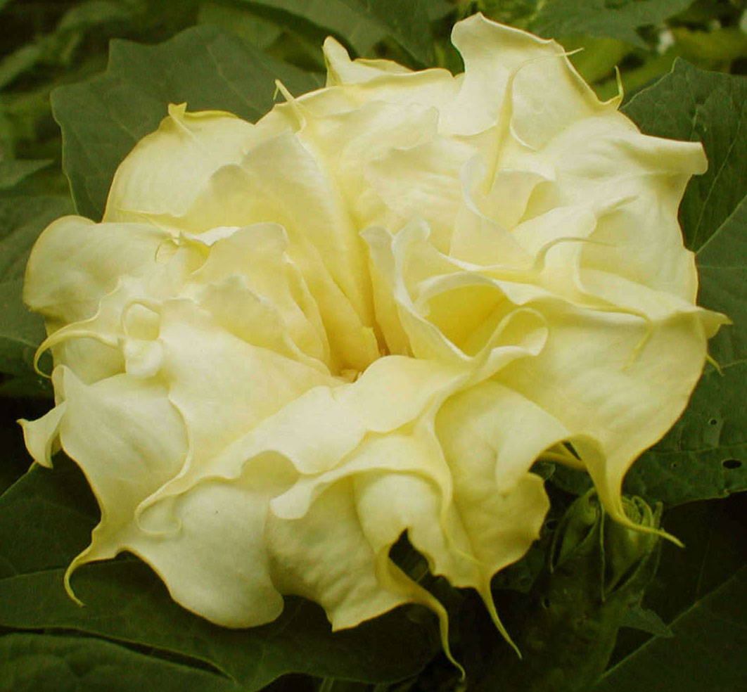Datura metel Double Golden Queen (2)