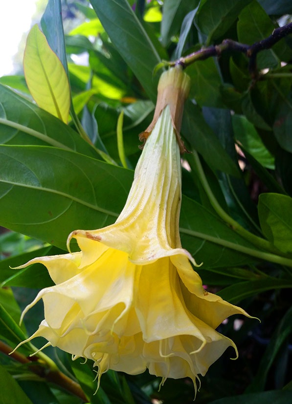 Datura metel Double Golden Queen (3)